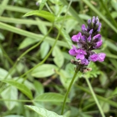 Cullen microcephalum (Dusky Scurf-pea) at Tennent, ACT - 27 Dec 2021 by JaneR