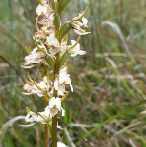 Prasophyllum viriosum at Mount Clear, ACT - 27 Dec 2021