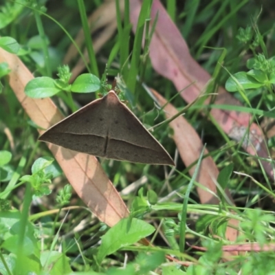 Epidesmia hypenaria (Long-nosed Epidesmia) at Cook, ACT - 23 Dec 2021 by Tammy