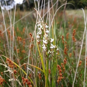 Prasophyllum viriosum at Mount Clear, ACT - 27 Dec 2021