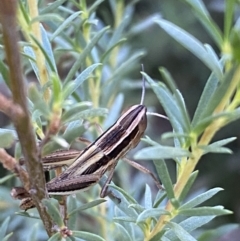 Macrotona securiformis (Inland Macrotona) at Mount Jerrabomberra - 28 Dec 2021 by SteveBorkowskis