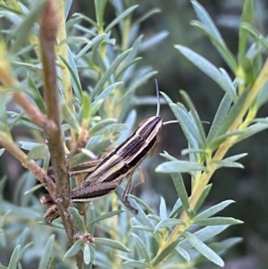 Macrotona securiformis at Jerrabomberra, NSW - 28 Dec 2021