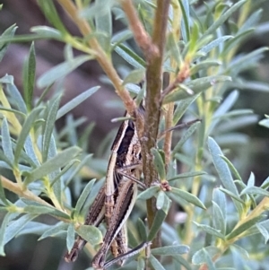 Macrotona securiformis at Jerrabomberra, NSW - 28 Dec 2021