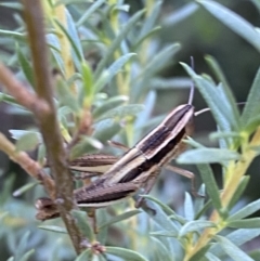 Macrotona securiformis at Jerrabomberra, NSW - 28 Dec 2021