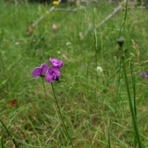 Swainsona sp. at Mount Clear, ACT - 27 Dec 2021 03:27 PM