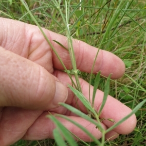 Swainsona sp. at Mount Clear, ACT - 27 Dec 2021 03:27 PM