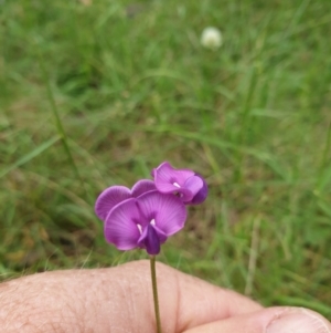 Swainsona sp. at Mount Clear, ACT - 27 Dec 2021 03:27 PM