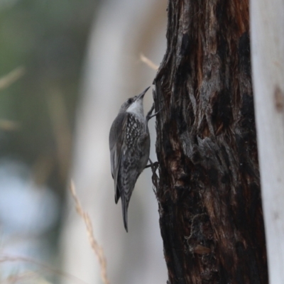 Cormobates leucophaea (White-throated Treecreeper) at Aranda Bushland - 26 Dec 2021 by Tammy