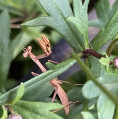 Pseudomantis albofimbriata (False garden mantis) at Belconnen, ACT - 28 Dec 2021 by Spectregram