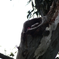 Callocephalon fimbriatum (Gang-gang Cockatoo) at Deakin, ACT - 27 Dec 2021 by TomT