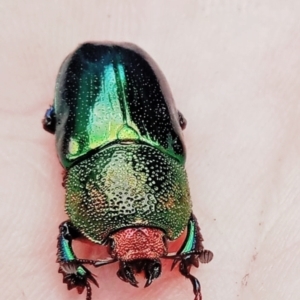 Lamprima aurata at Melba, ACT - 28 Dec 2021