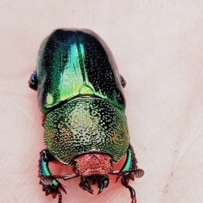 Lamprima aurata (Golden stag beetle) at Melba, ACT - 28 Dec 2021 by SHA