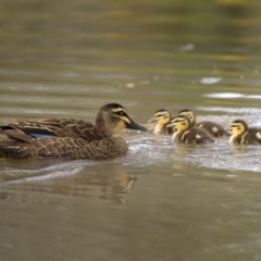 Anas superciliosa (Pacific Black Duck) at Mount Ainslie - 27 Dec 2021 by trevsci