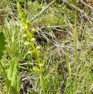 Microtis oblonga at Paddys River, ACT - suppressed