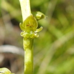 Microtis oblonga at Paddys River, ACT - suppressed