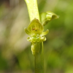 Microtis oblonga at Paddys River, ACT - suppressed