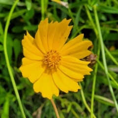 Coreopsis lanceolata (Lance-leaf Coreopsis) at Ulladulla, NSW - 28 Dec 2021 by trevorpreston