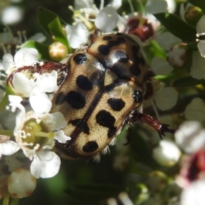 Neorrhina punctata at Carwoola, NSW - 21 Dec 2021