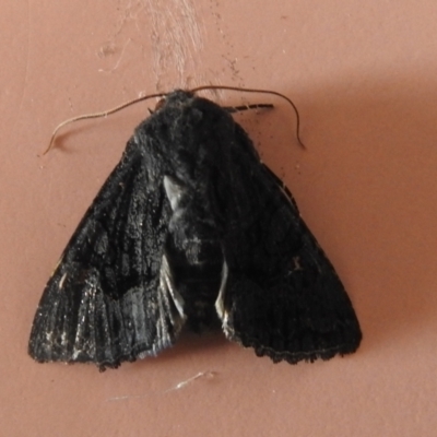Neumichtis nigerrima (Black Turnip Moth) at Carwoola, NSW - 22 Dec 2021 by Liam.m
