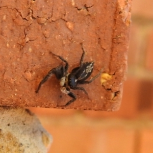 Ocrisiona leucocomis at Carwoola, NSW - suppressed