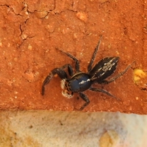 Ocrisiona leucocomis at Carwoola, NSW - suppressed