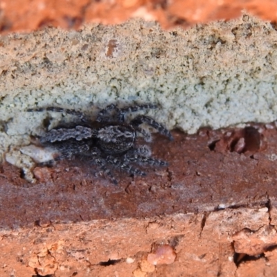 Clynotis severus (Stern Jumping Spider) at Carwoola, NSW - 22 Dec 2021 by Liam.m