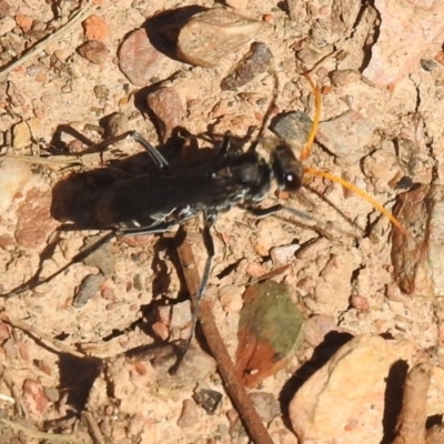 Pompilidae (family) (Unidentified Spider wasp) at Carwoola, NSW - 21 Dec 2021 by Liam.m