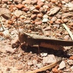 Cryptobothrus chrysophorus (Golden Bandwing) at Carwoola, NSW - 21 Dec 2021 by Liam.m