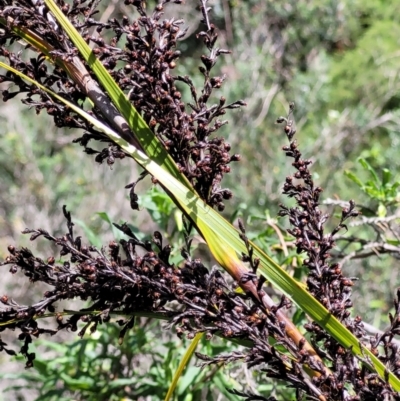 Gahnia clarkei (Tall Saw Sedge) at Ulladulla, NSW - 28 Dec 2021 by tpreston