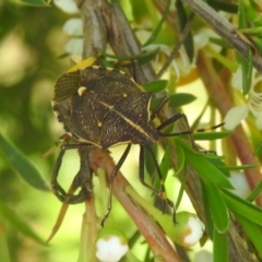 Omyta centrolineata at Carwoola, NSW - 22 Dec 2021