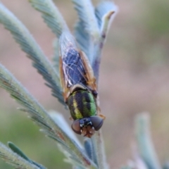 Odontomyia decipiens (Green Soldier Fly) at Carwoola, NSW - 22 Dec 2021 by Liam.m