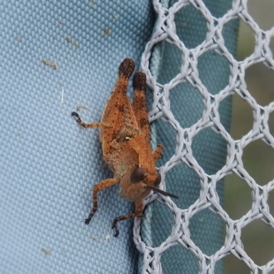 Phaulacridium vittatum (Wingless Grasshopper) at Carwoola, NSW - 23 Dec 2021 by Liam.m