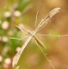 Platyptilia celidotus (Plume Moth) at Carwoola, NSW - 26 Dec 2021 by Liam.m