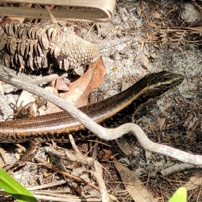 Eulamprus quoyii (Eastern Water Skink) at Ulladulla, NSW - 28 Dec 2021 by trevorpreston