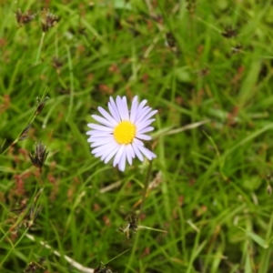 Brachyscome scapigera at Paddys River, ACT - suppressed