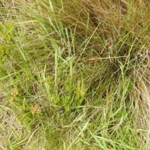 Epacris breviflora at Paddys River, ACT - suppressed