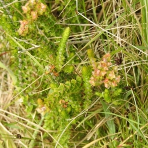 Epacris breviflora at Paddys River, ACT - suppressed