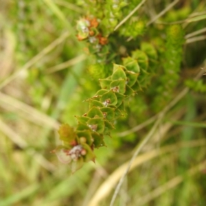 Epacris breviflora at Paddys River, ACT - suppressed