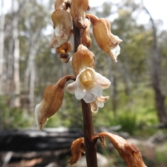 Gastrodia procera at Paddys River, ACT - 28 Dec 2021