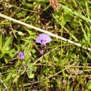 Utricularia dichotoma at Paddys River, ACT - suppressed