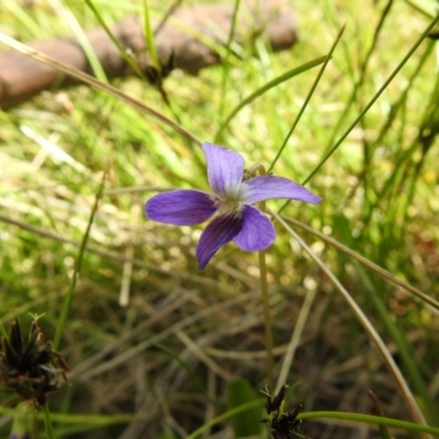 Viola betonicifolia (Mountain Violet) at Paddys River, ACT - 27 Dec 2021 by Liam.m