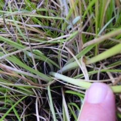 Diuris monticola at Paddys River, ACT - 28 Dec 2021