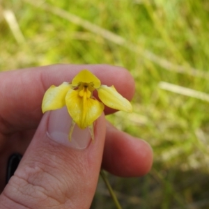 Diuris monticola at Paddys River, ACT - 28 Dec 2021