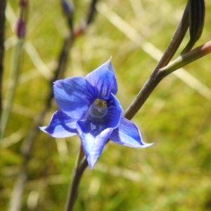 Thelymitra cyanea at Paddys River, ACT - suppressed