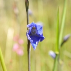 Thelymitra cyanea at Paddys River, ACT - suppressed