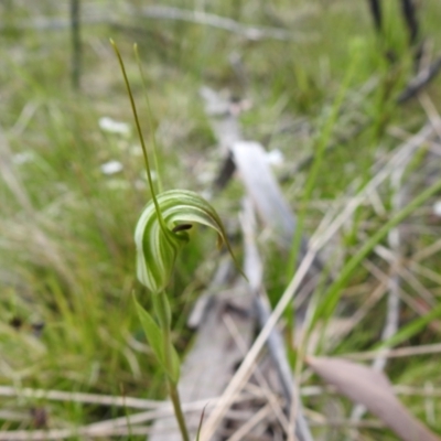 Diplodium decurvum (Summer greenhood) at Paddys River, ACT - 27 Dec 2021 by Liam.m