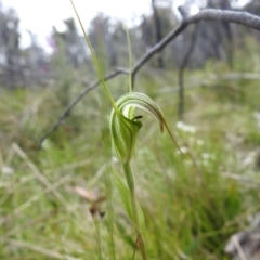 Diplodium decurvum at Paddys River, ACT - suppressed