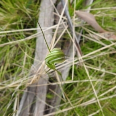 Diplodium decurvum at Paddys River, ACT - suppressed