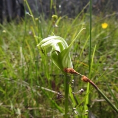 Pterostylis monticola (Large Mountain Greenhood) at Paddys River, ACT - 27 Dec 2021 by Liam.m