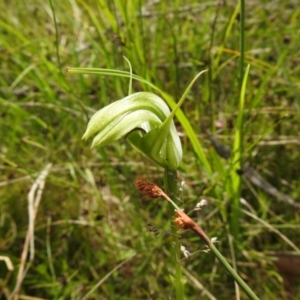 Pterostylis monticola at Paddys River, ACT - 28 Dec 2021